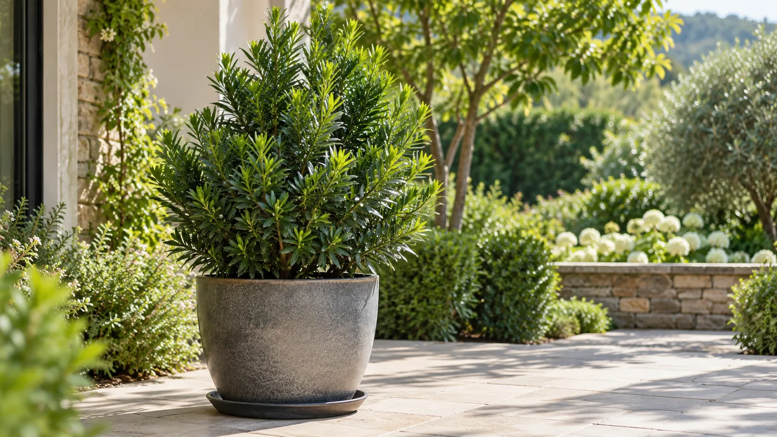 Compact Podocarpus macrophyllus ‘Maki’ growing in a well-drained patio container