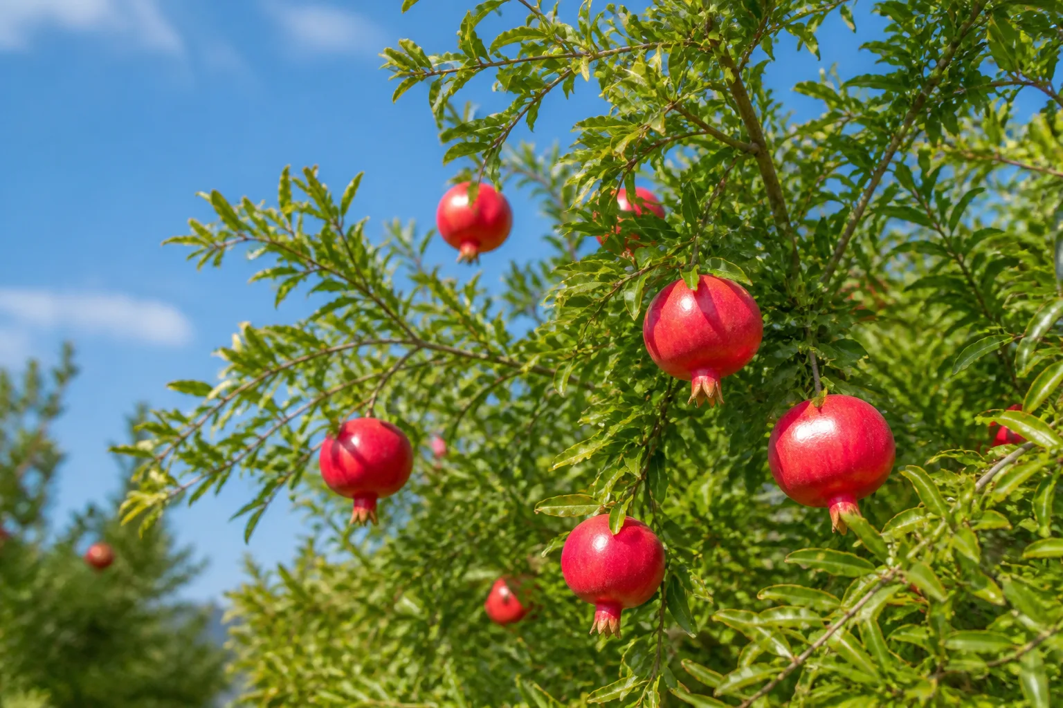 Compact pomegranate tree with flowers and fruit in a mulched garden bed