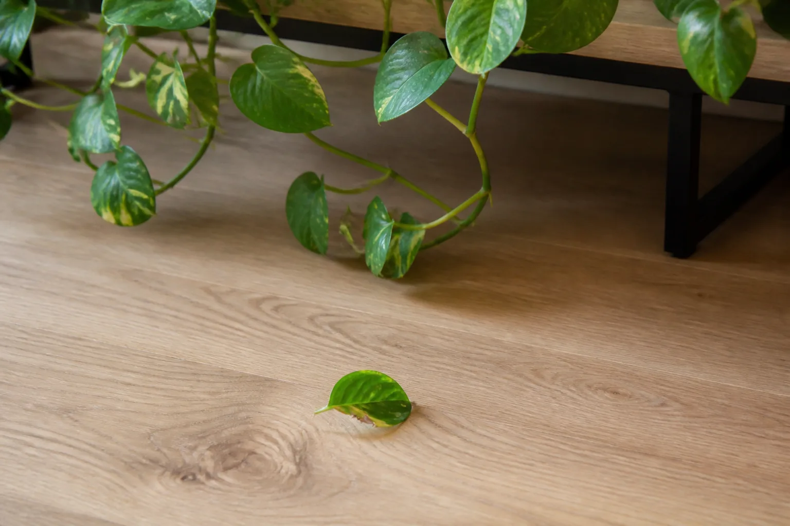 How Much Pothos Does A Pet Need To Eat For Symptoms for how much pothos does a pet need to eat for symptoms?