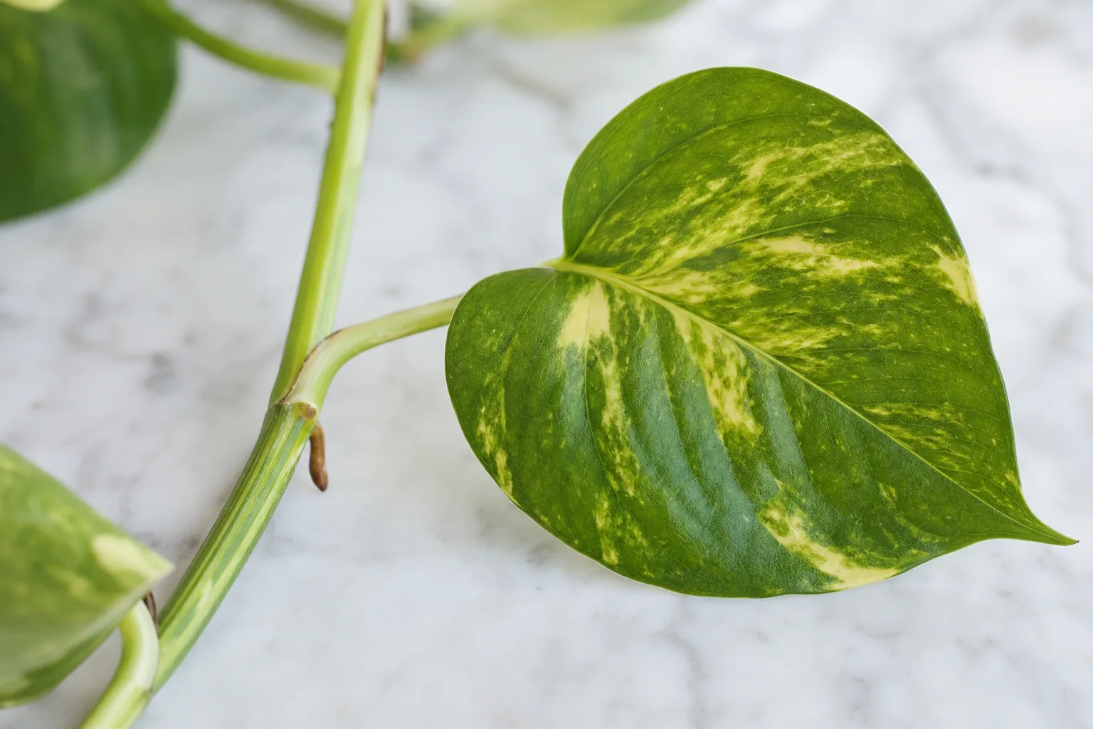 What Makes Pothos Toxic The Calcium Oxalate Mechanism for what makes pothos toxic: the calcium oxalate mechanism