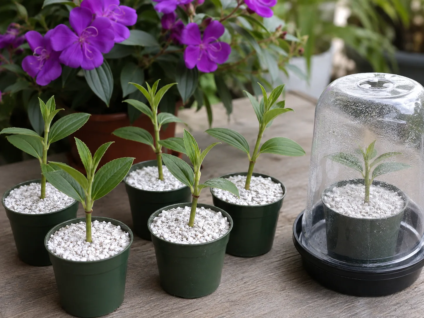Young flowering-plant cuttings rooted in separate pots under a clear humidity dome