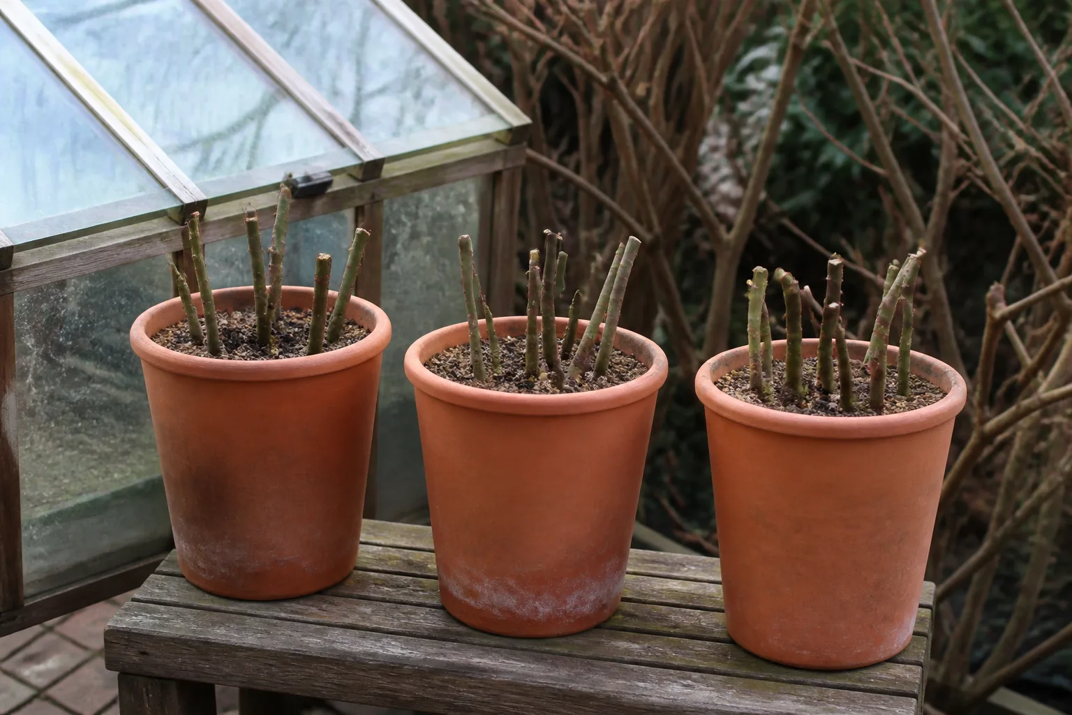 Rose hardwood cuttings in deep pots illustrating container-scale rose culture