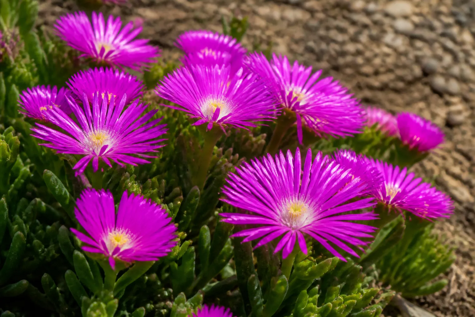 Close view of vivid magenta Delosperma cooperi ice plant daisy-like flowers above glistening succulent leaves