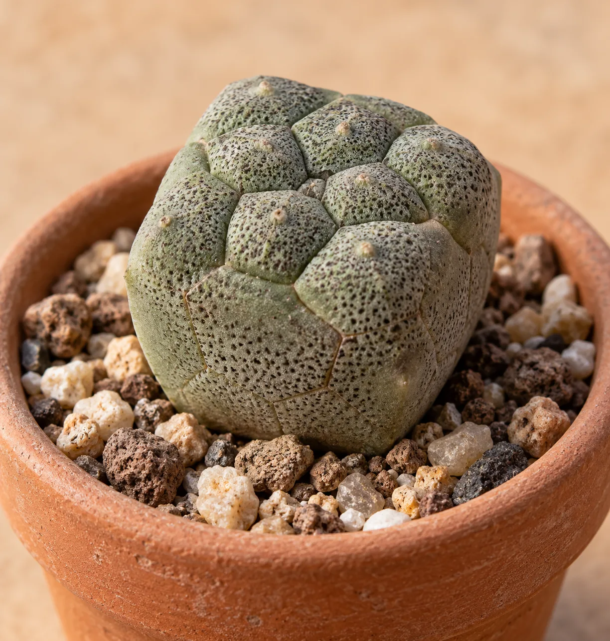Pseudolithos cubiformis has a cube-like gray-green body and pebbled surface.