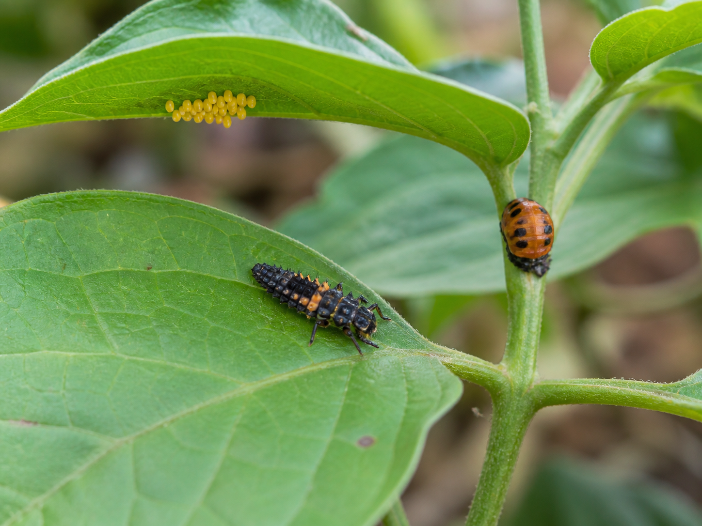 Lady beetle eggs, a larva, and a pupa on a leaf