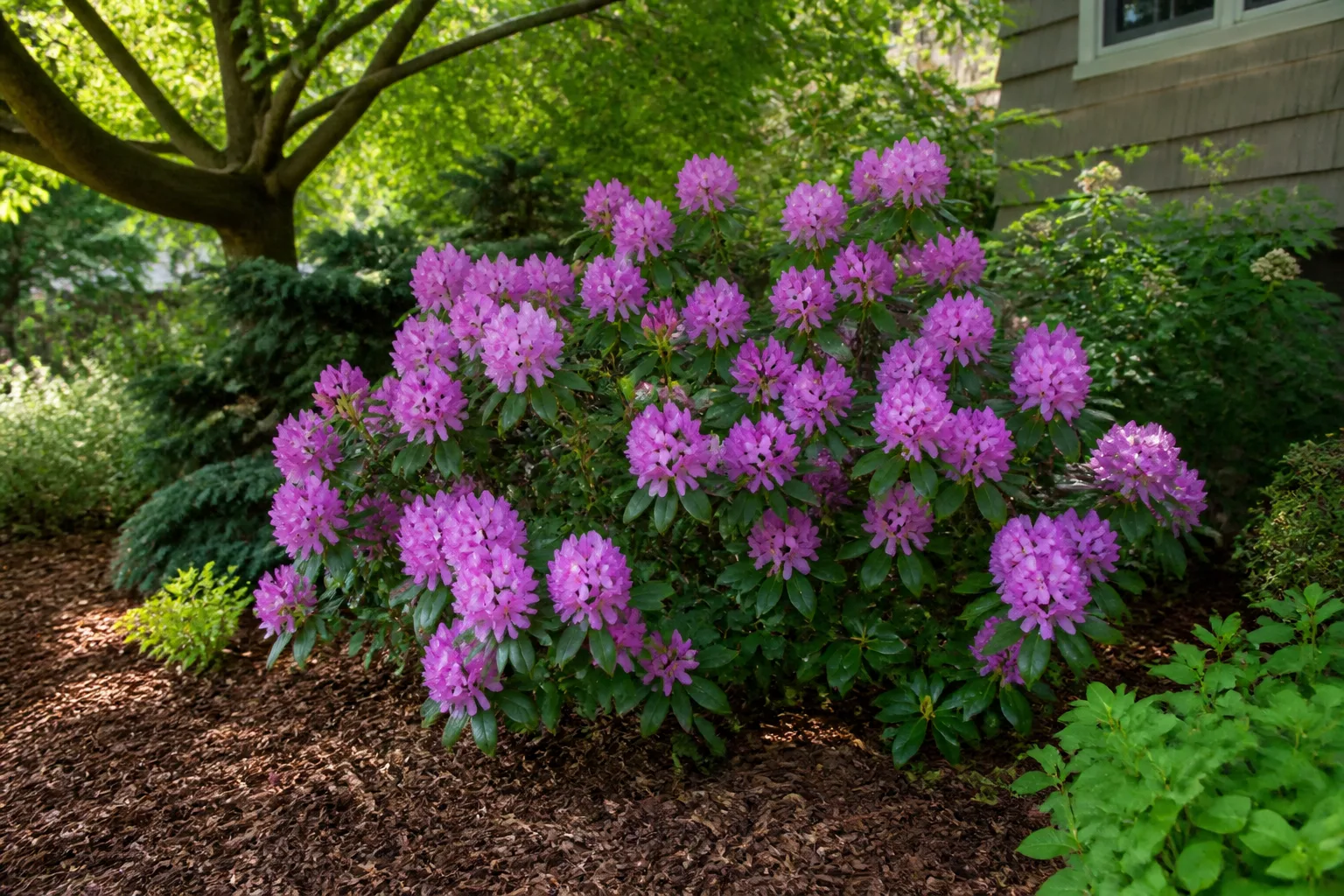 Rhododendron blooming beneath a tree in dappled garden shade