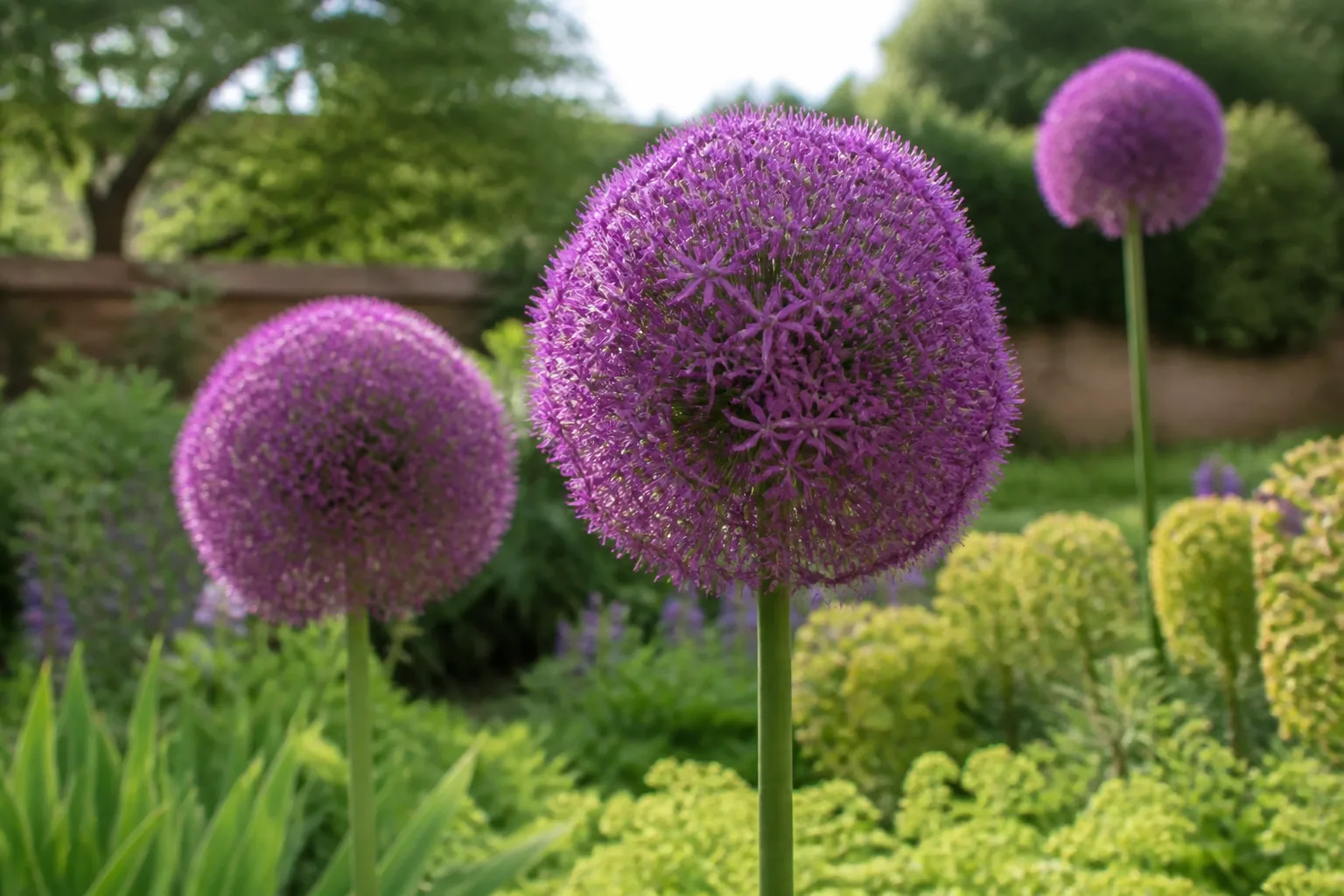 Purple allium globe blooms rising above hosta foliage in a spring shade border