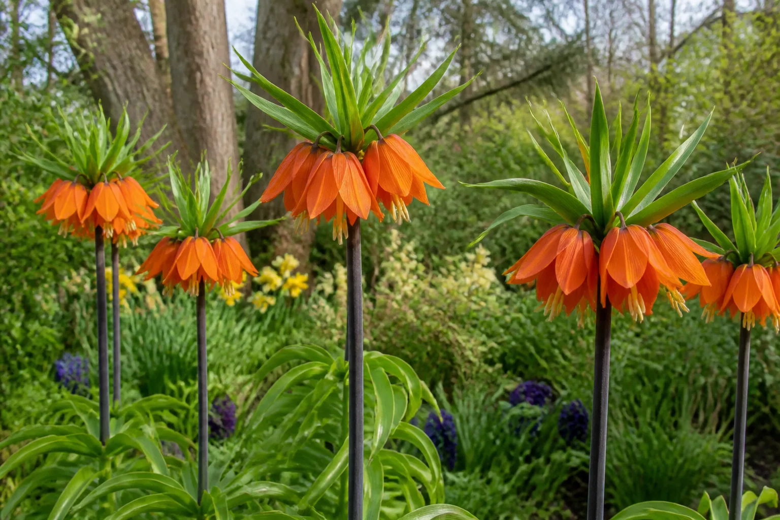 Orange crown imperial flowers with distinctive green bracts in a spring garden