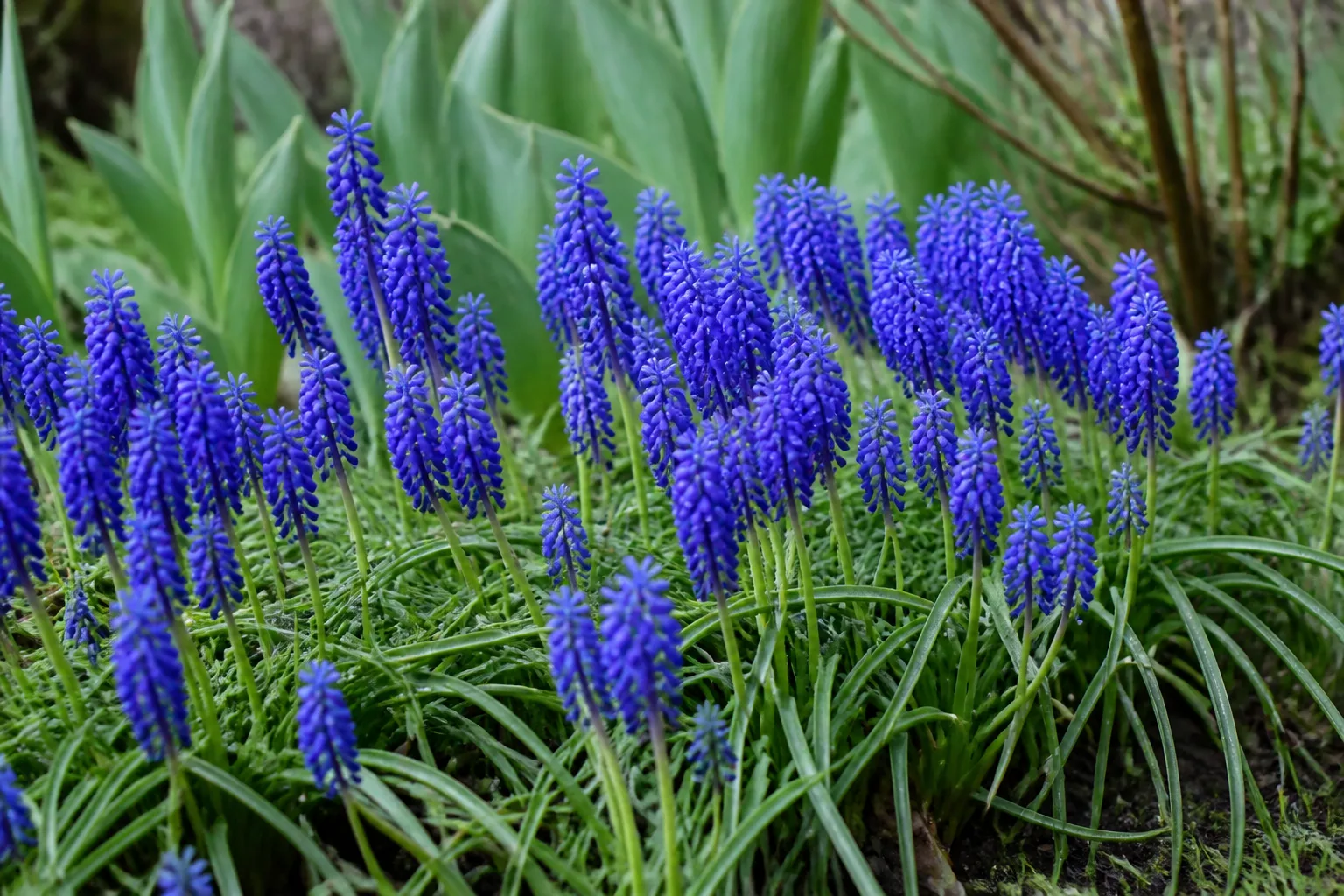 Blue grape hyacinth flower spikes in a garden bed