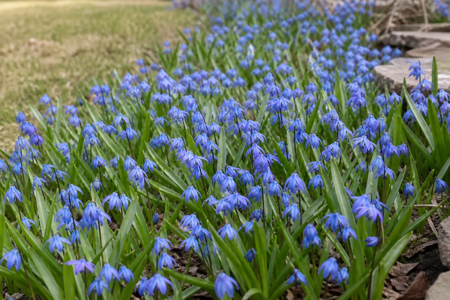 Blue Siberian squill flowers growing in a spring garden