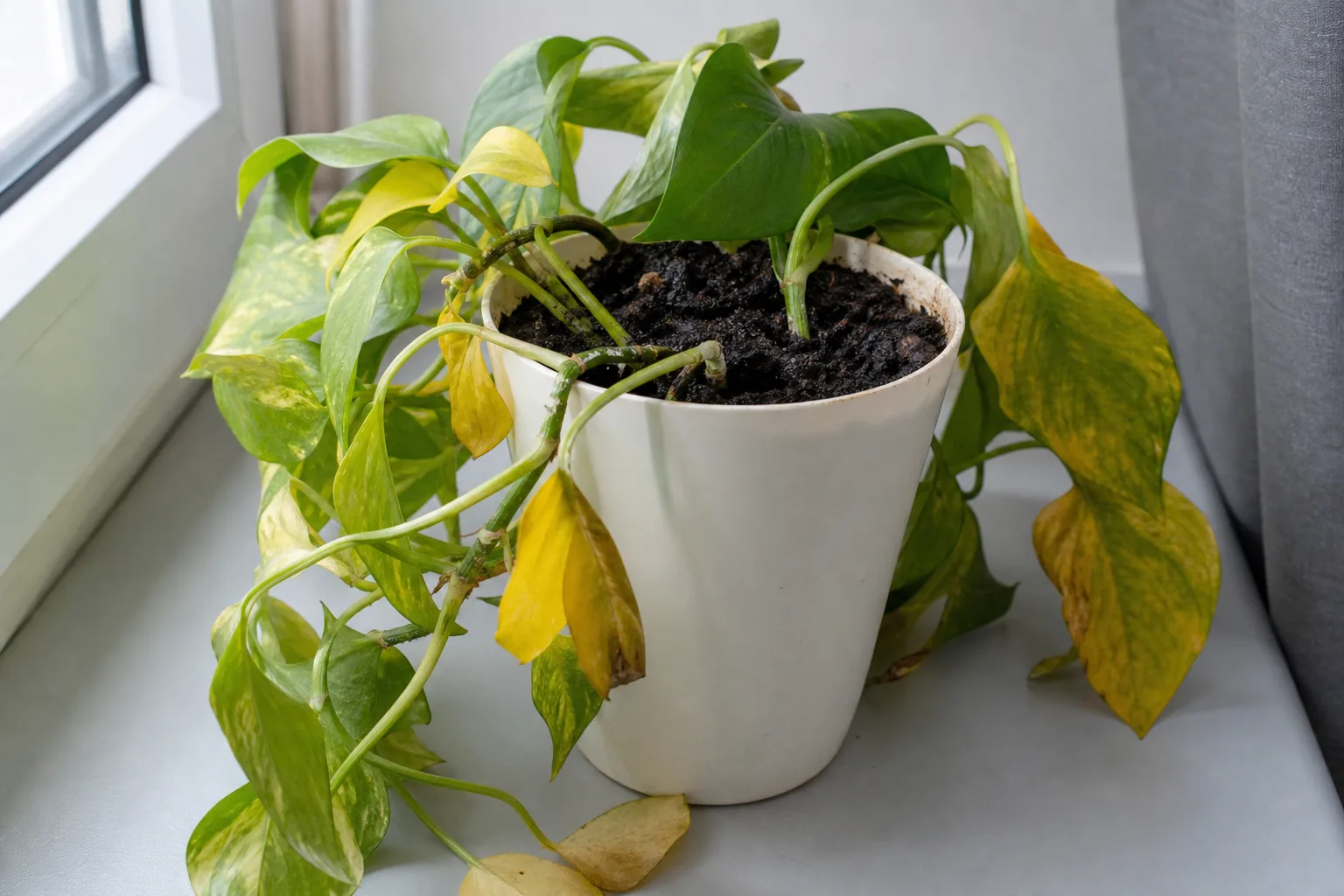 Early Signs Of Root Rot You Shouldn T Ignore for early signs of root rot you shouldn't ignore