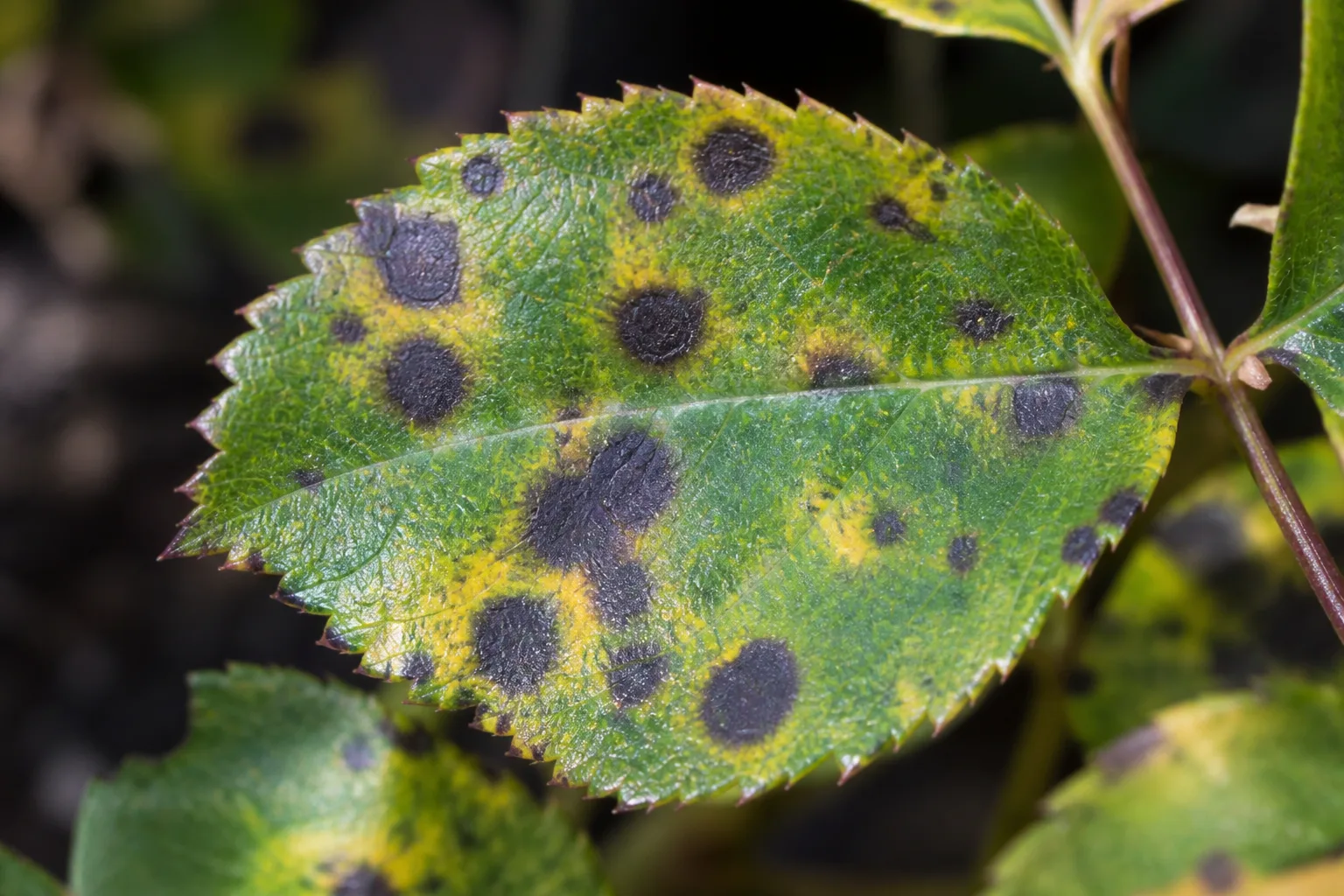 Rose leaf showing dark black spot lesions surrounded by yellowing.
