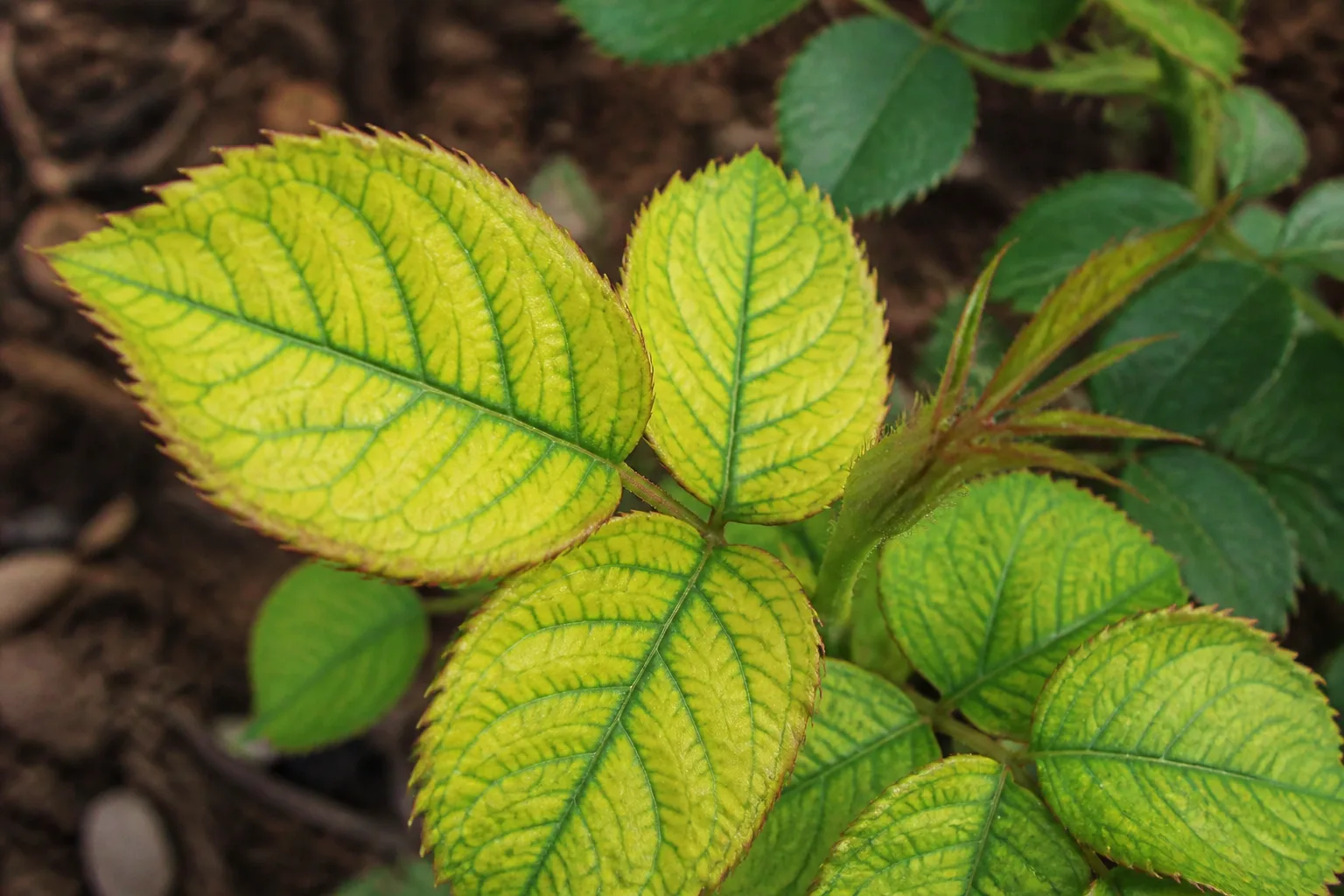 A close view of interveinal yellowing on rose leaves, a symptom that needs diagnosis rather than an automatic calcium amendment