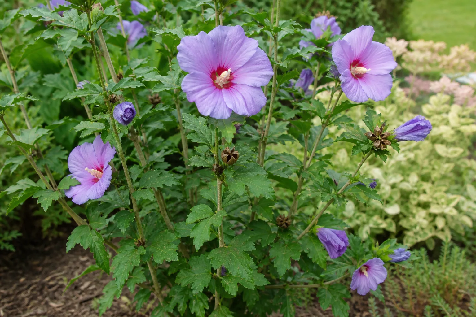 Rose of Sharon flowers and brown seed capsules developing on leafy stems