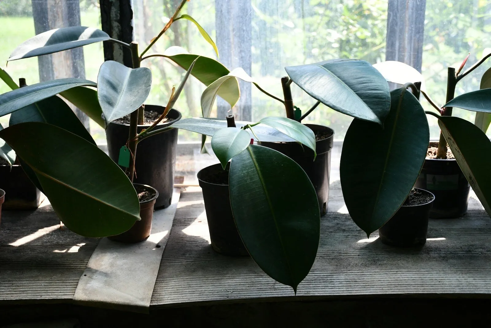 Healthy rubber plants in a bright growing area