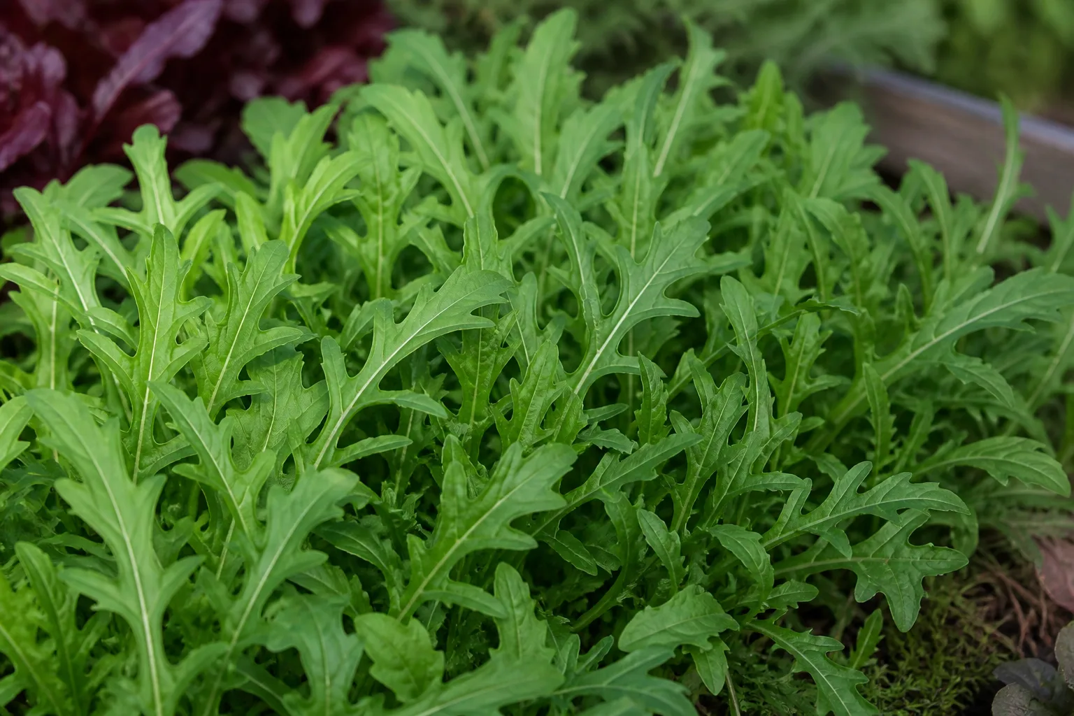 Arugula leaves in a leafy-green bed
