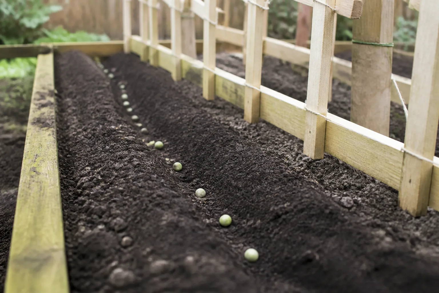 Fresh seeds spaced in a prepared outdoor bed before the soil is gently watered