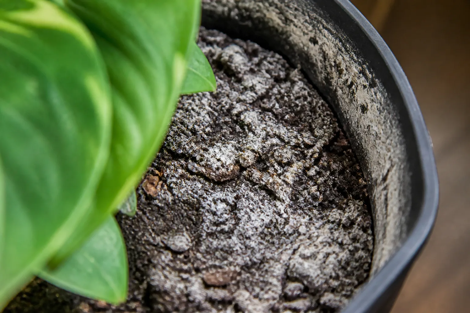 White salt crust buildup on the soil surface of a houseplant pot