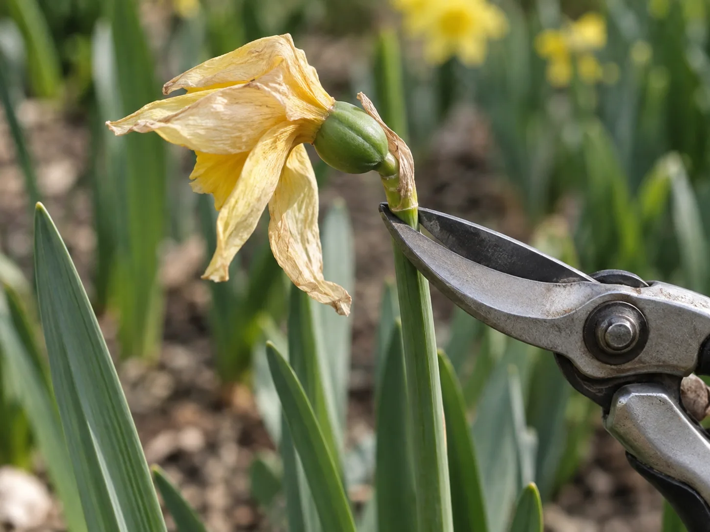 A fading daffodil flower being snipped off while the green leaves remain.
