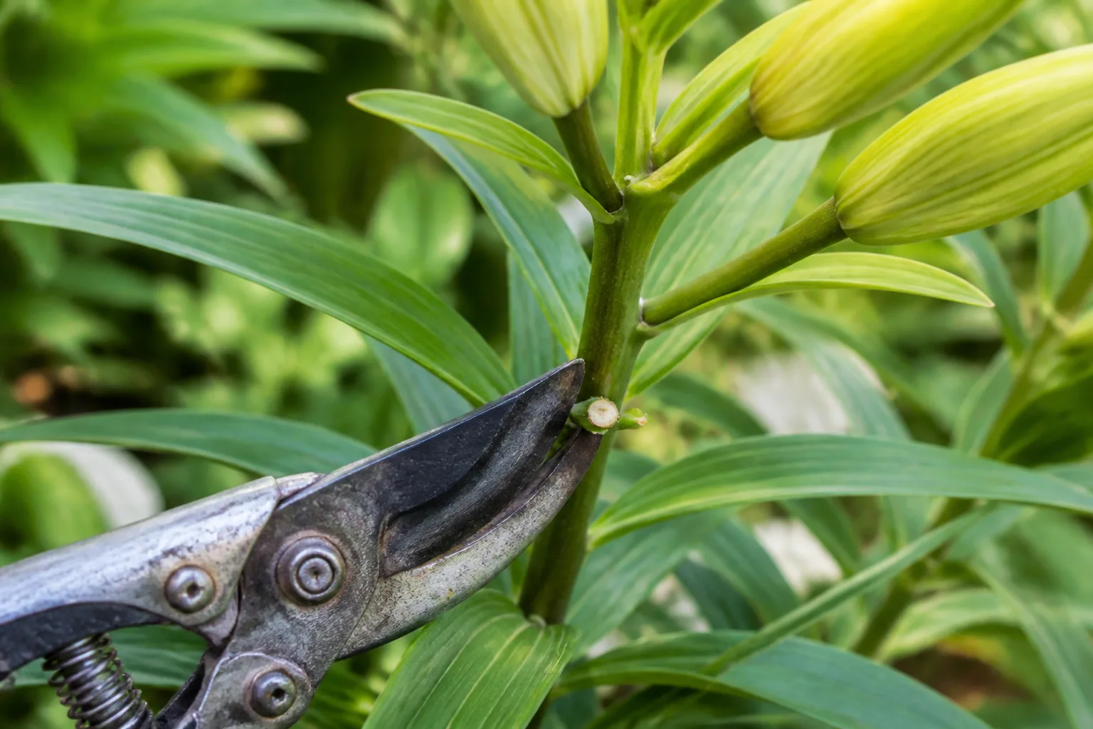 Snips trimming a lily flower above green foliage