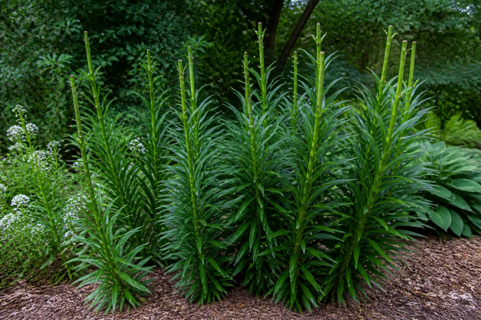 Healthy green bulb foliage left intact after flowering to rebuild bulb energy for next season