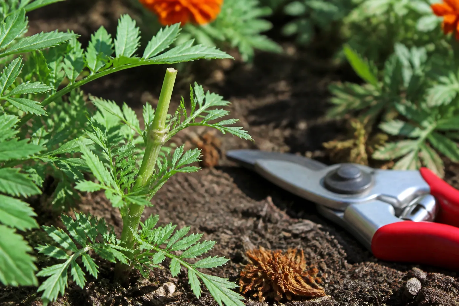 Close-up of a pruning cut at a healthy leaf joint on a flowering annual