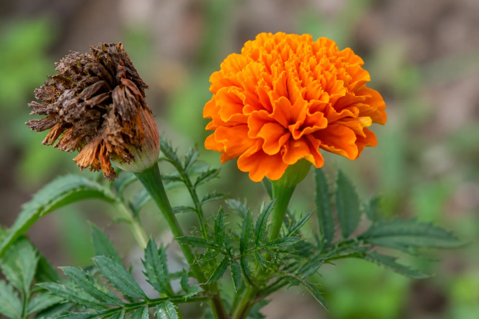 A fresh marigold bloom beside a fully spent flower on the same plant