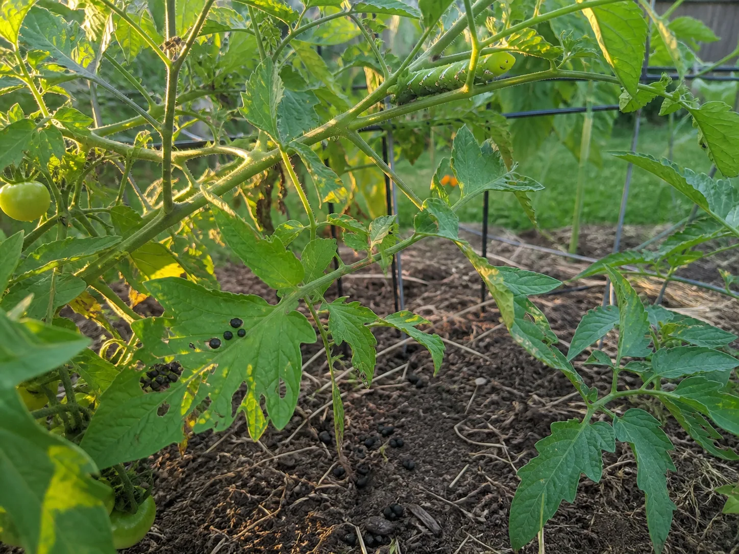 Gardener inspecting tomato plant leaves for hornworm damage and pest frass on stems