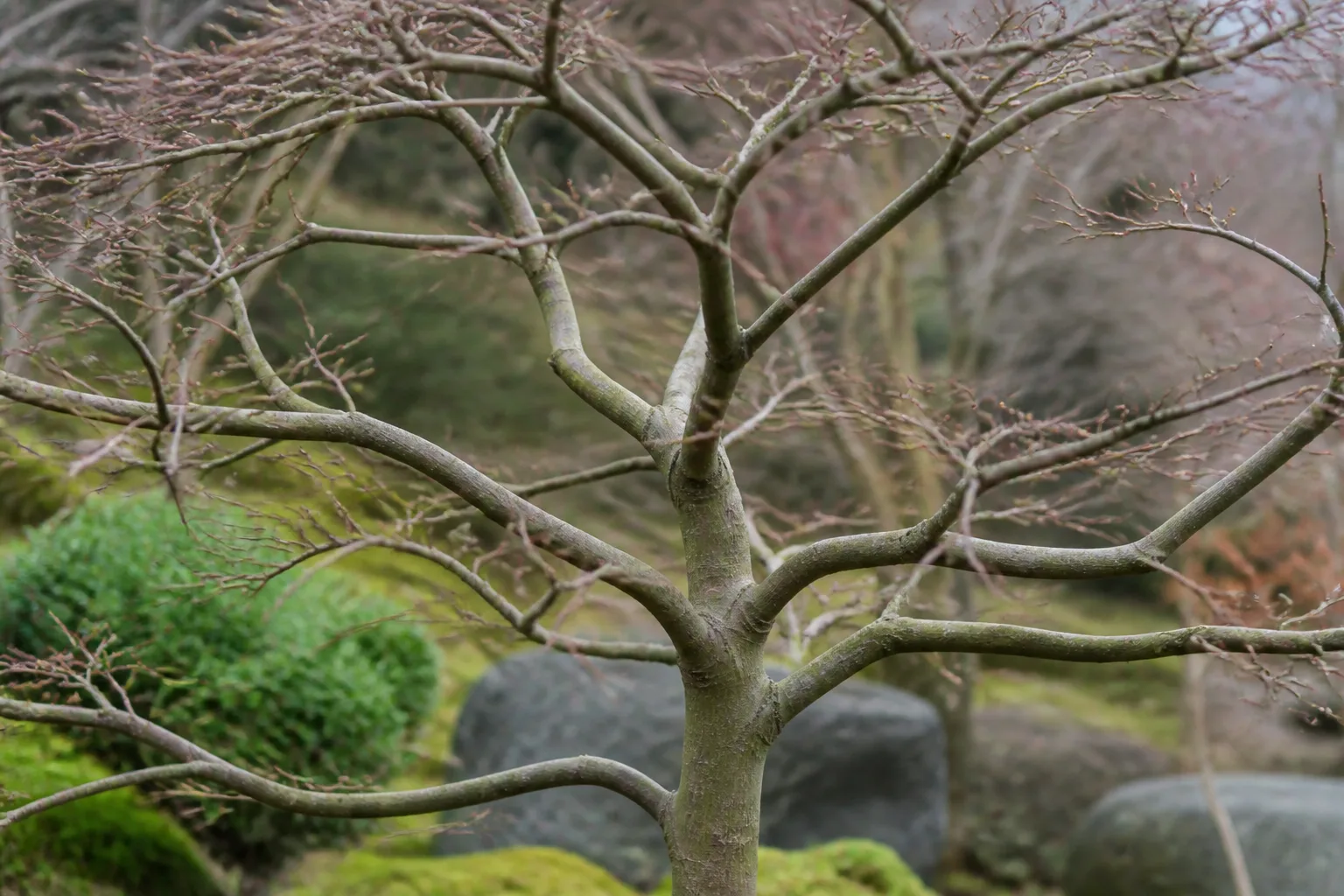 Dormant Japanese maple branch structure visible after leaf drop, showing winter bark interest