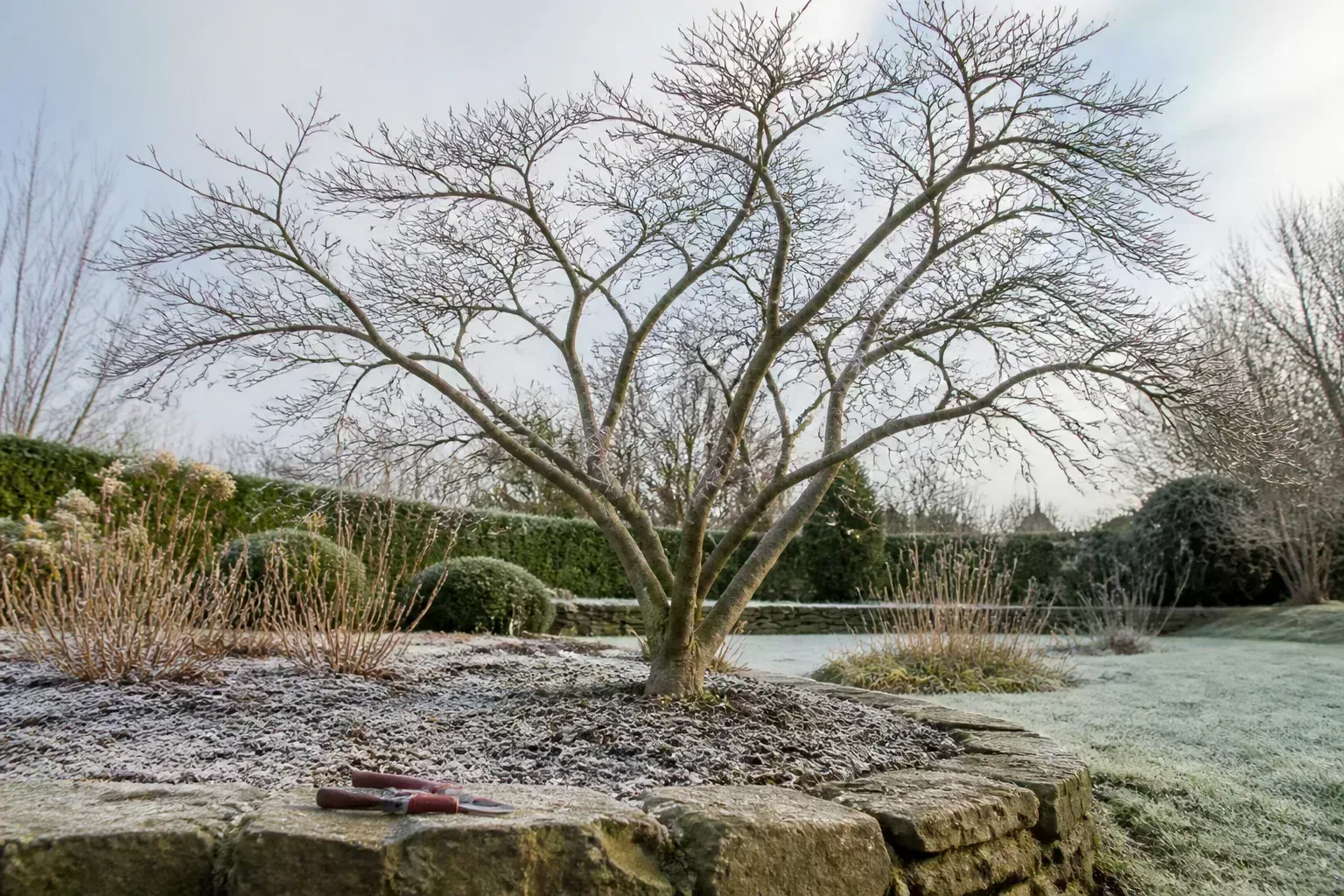 Dormant Japanese maple in a late-winter garden, illustrating the rest period before safe spring fertilizing
