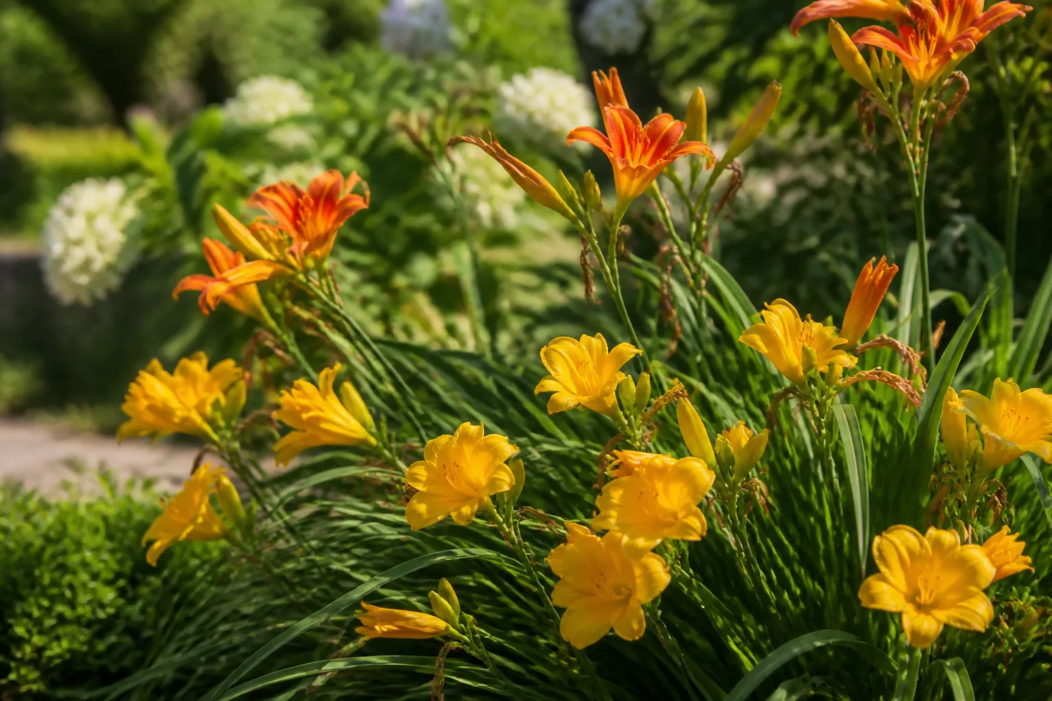 Healthy orange and yellow daylilies flowering in a sunny garden bed