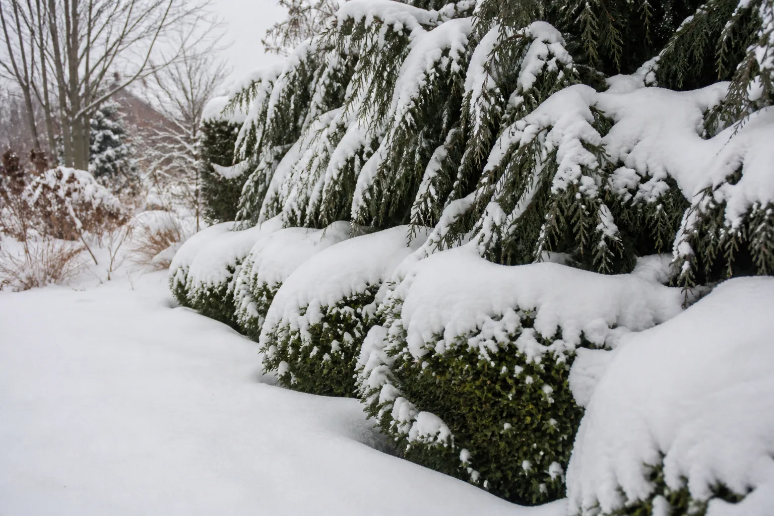 Snow resting on evergreen shrubs during winter, illustrating the different exposure of above-ground foliage