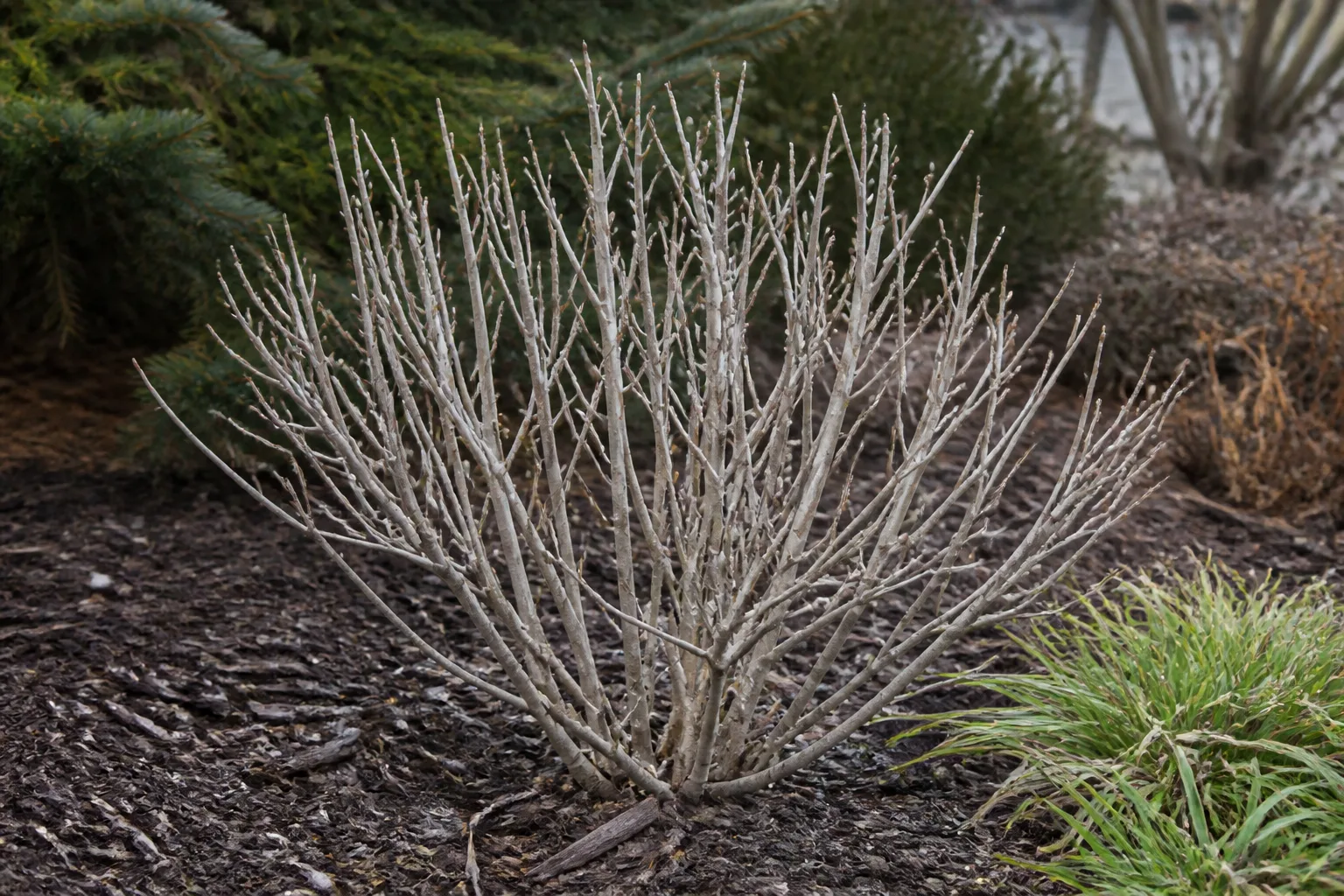 Blue mist shrub blooming in a sunny border