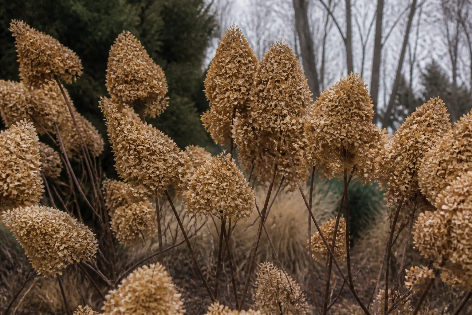 Dormant panicle hydrangea with dried flower heads and woody stems ready for selective pruning