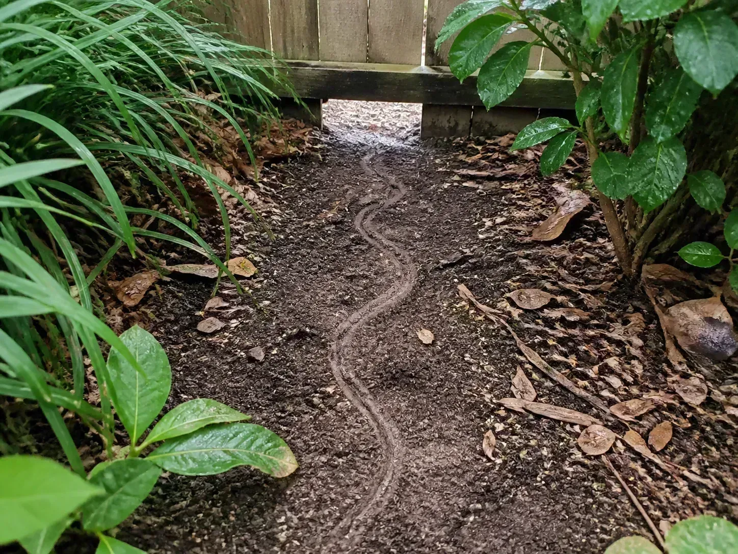 A visible snake trail passes through dense leaf litter and vegetation beneath a fence, showing how cover can create a sheltered route through a yard.