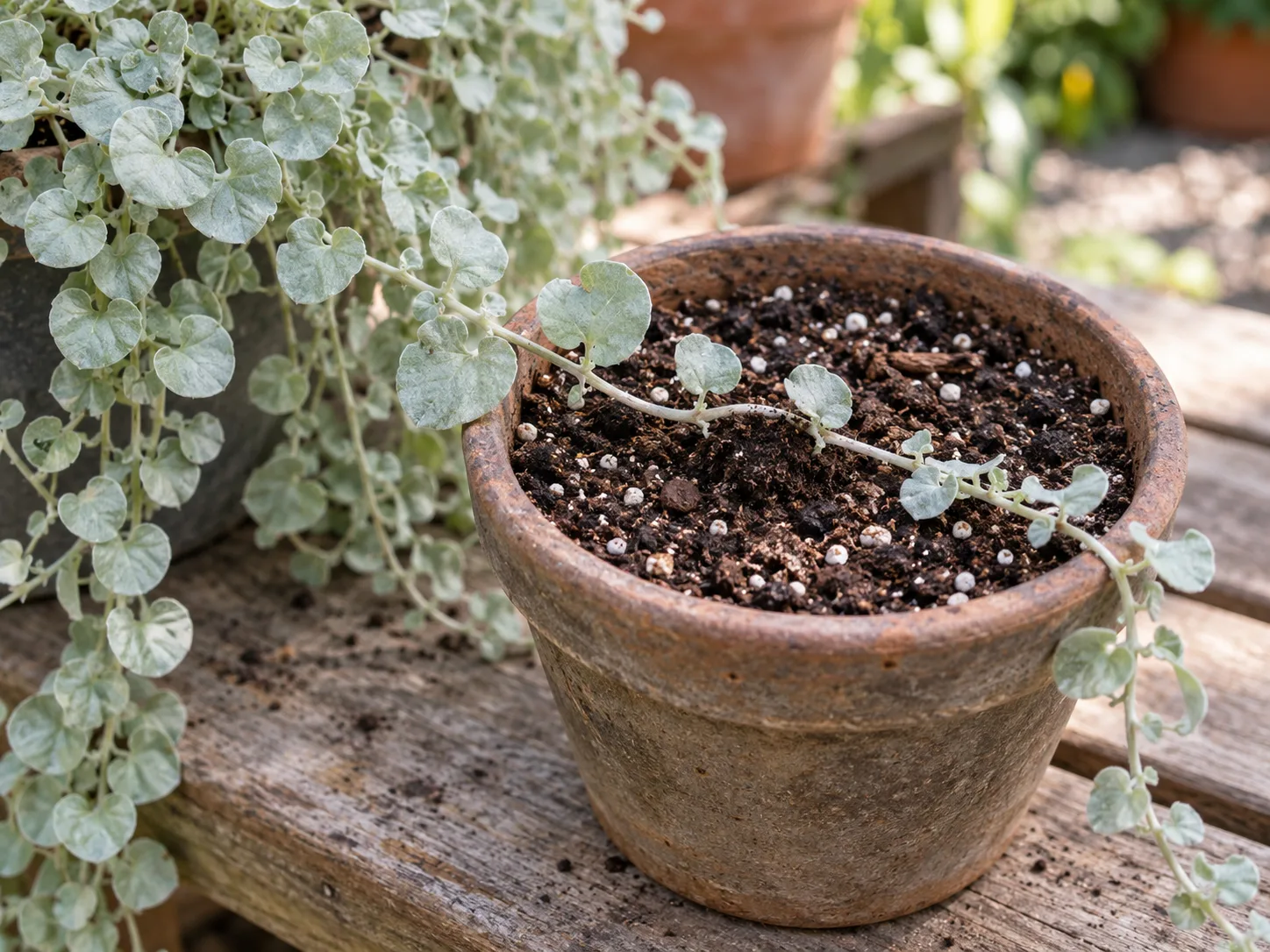 A Silver Falls runner laid over potting mix so a leaf node can root.