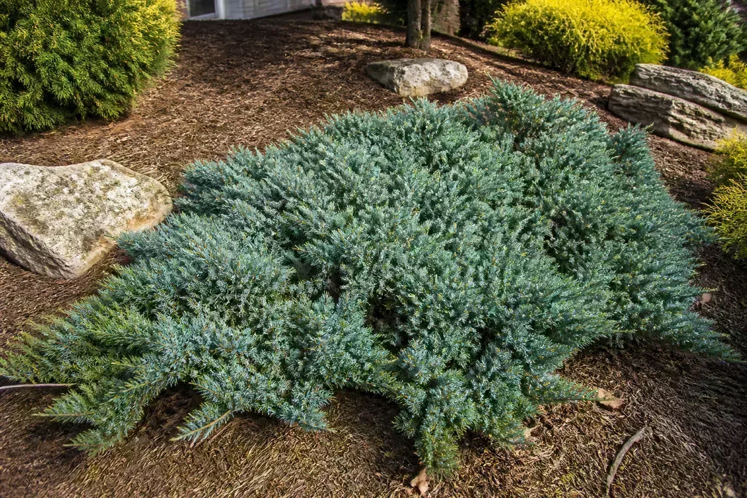 Blue Star juniper spreading across a mulched landscape bed