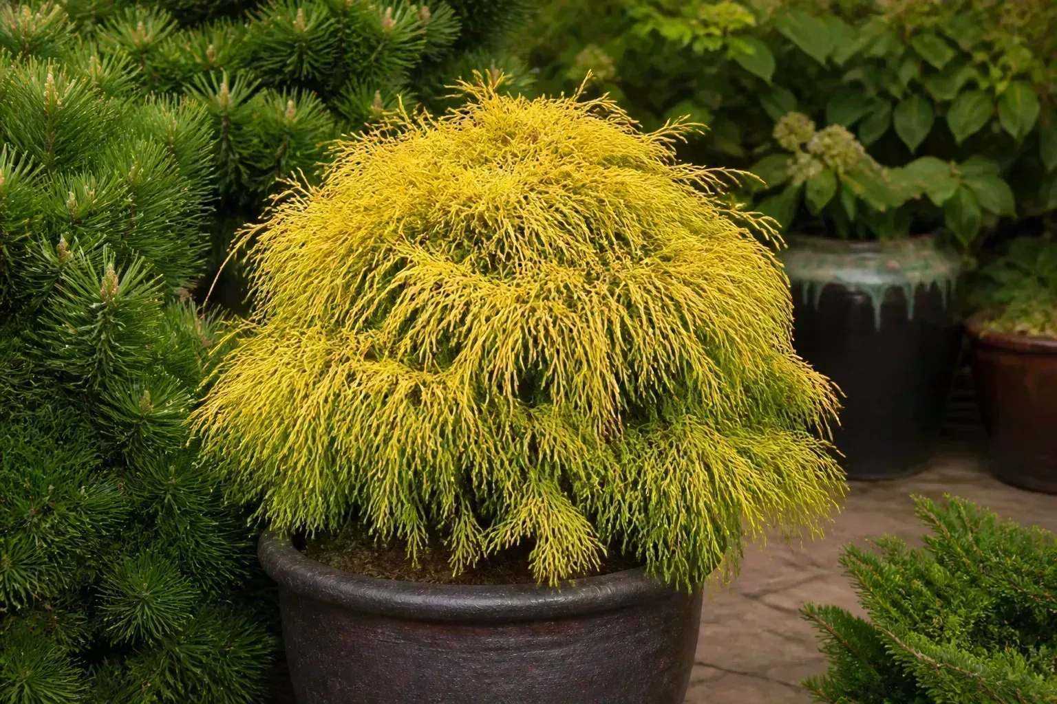 A golden threadleaf false cypress adding bright texture to an evergreen border