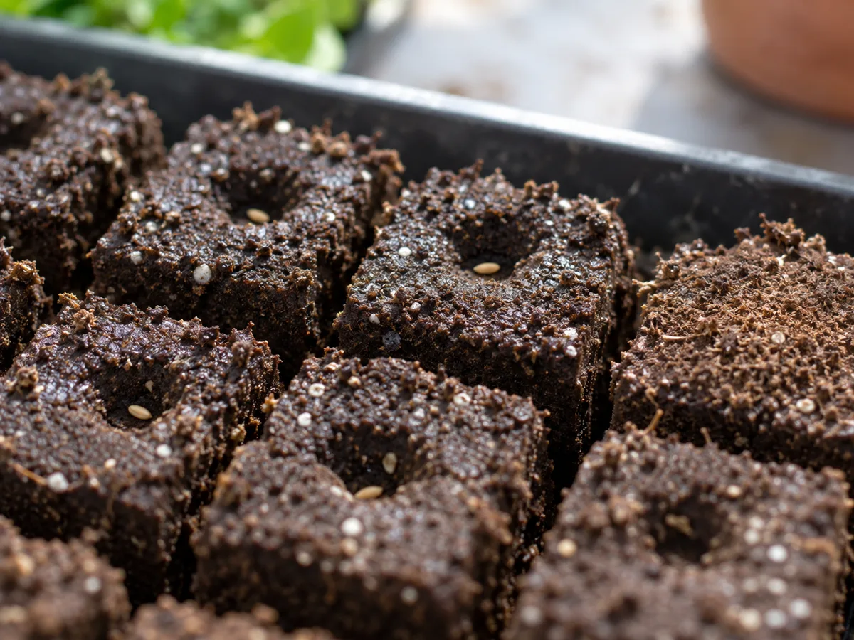 Tiny seeds pressed into the surface of moist soil blocks