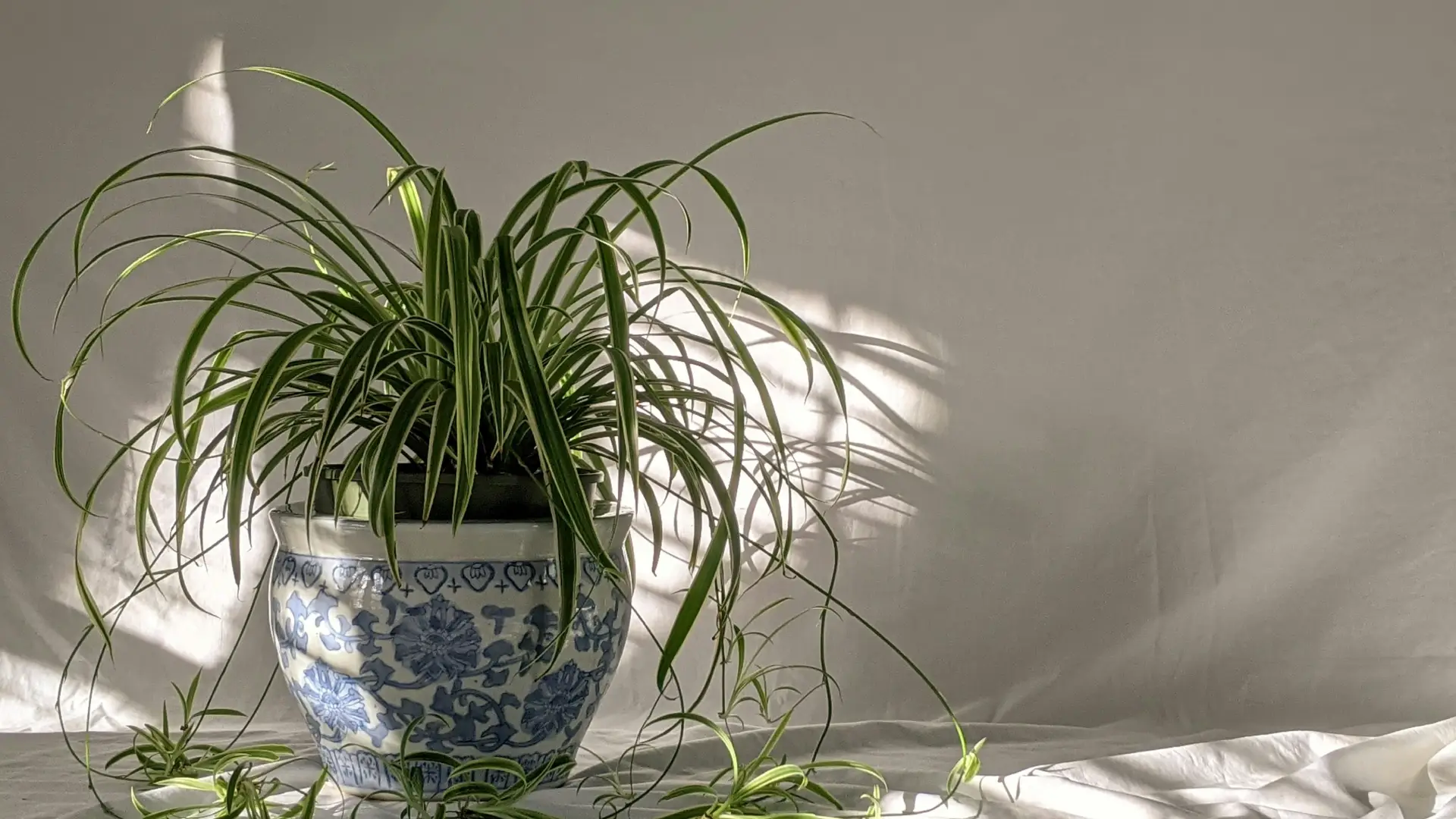 A healthy spider plant with arching leaves and plantlets