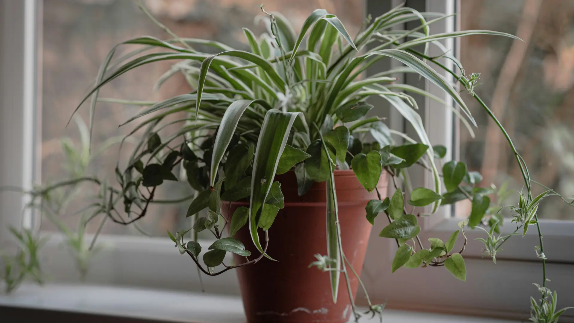 Hands lifting a 6-inch spider plant pot to compare weight after watering versus when the top inch of mix is dry