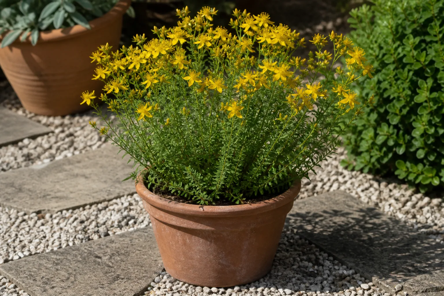 Perennial planted in a container on a patio with proper drainage and soil depth