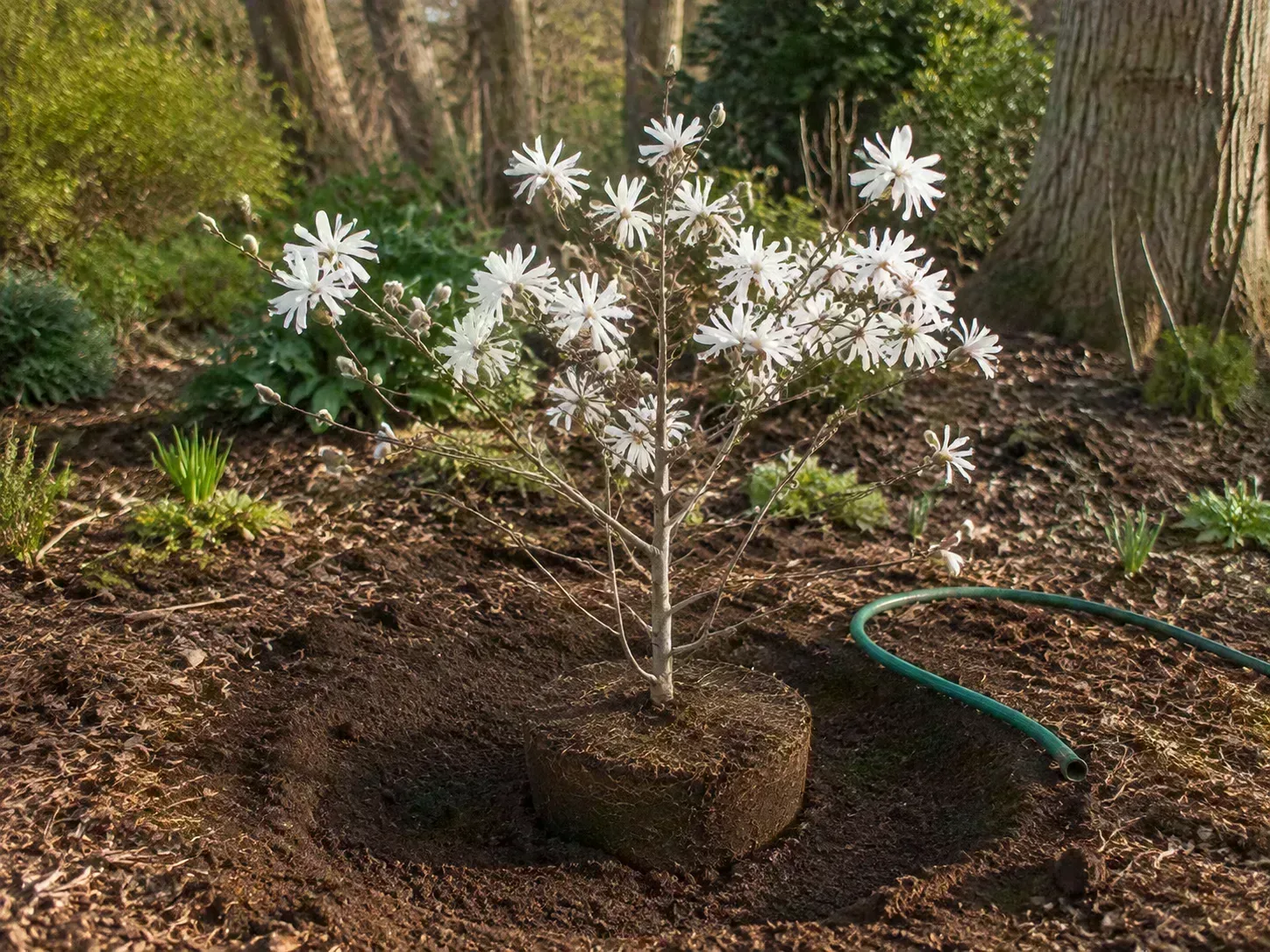 A young flowering tree positioned in a wide planting hole with its root ball slightly above the surrounding soil