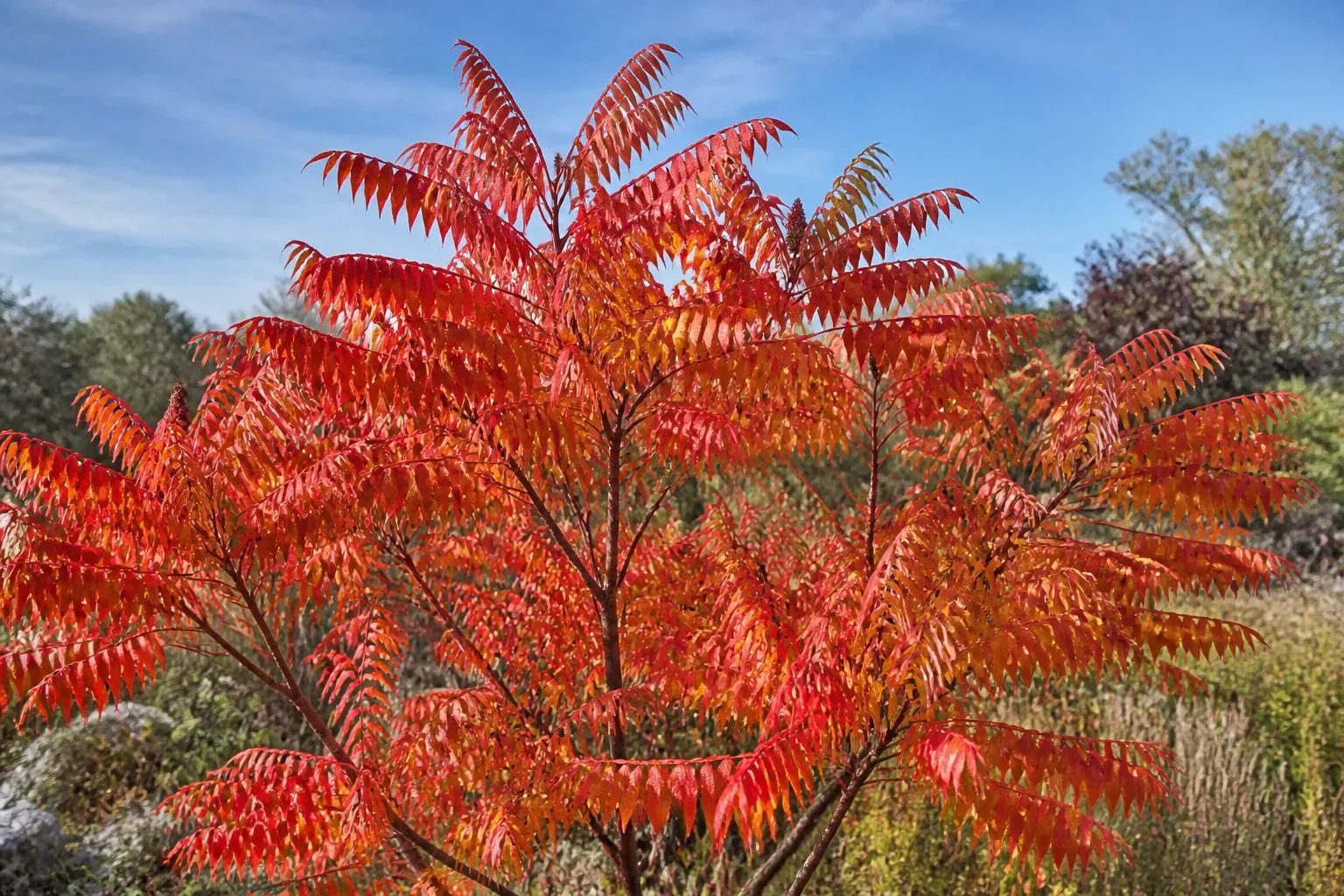 Red-fruited staghorn sumac in a fall landscape