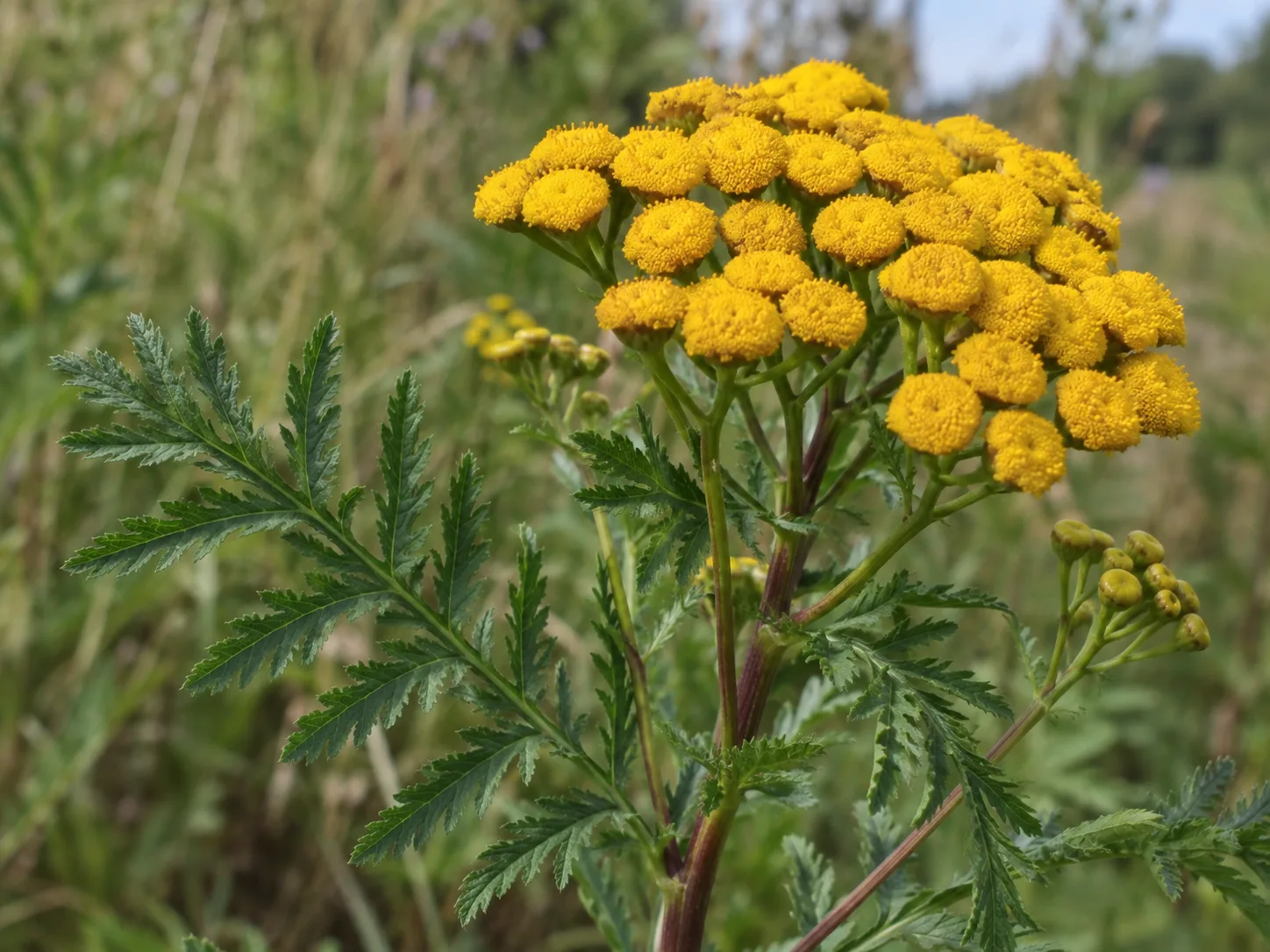 Common tansy flowerheads form yellow buttons above finely divided leaves.