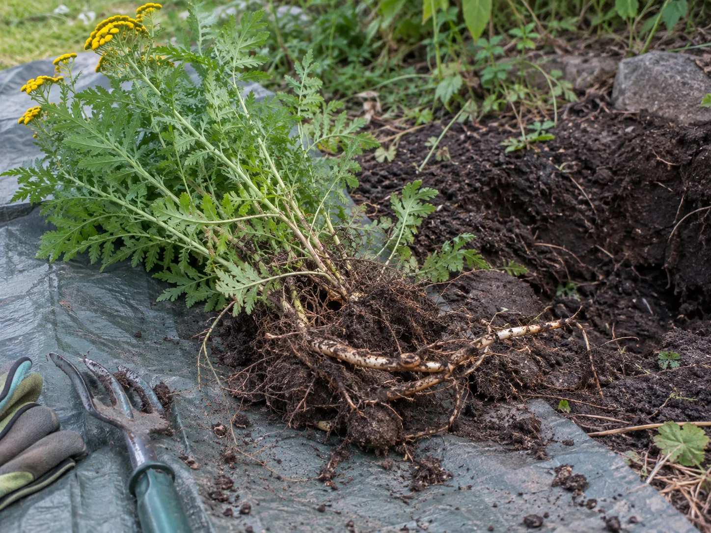A common tansy clump is lifted onto a tarp so its rhizomes can be removed with the roots.