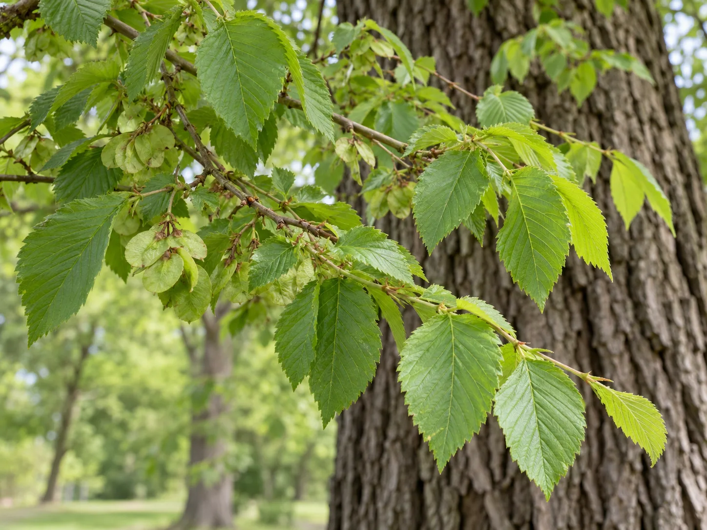 Elm twig with toothed leaves and round samaras alongside textured bark