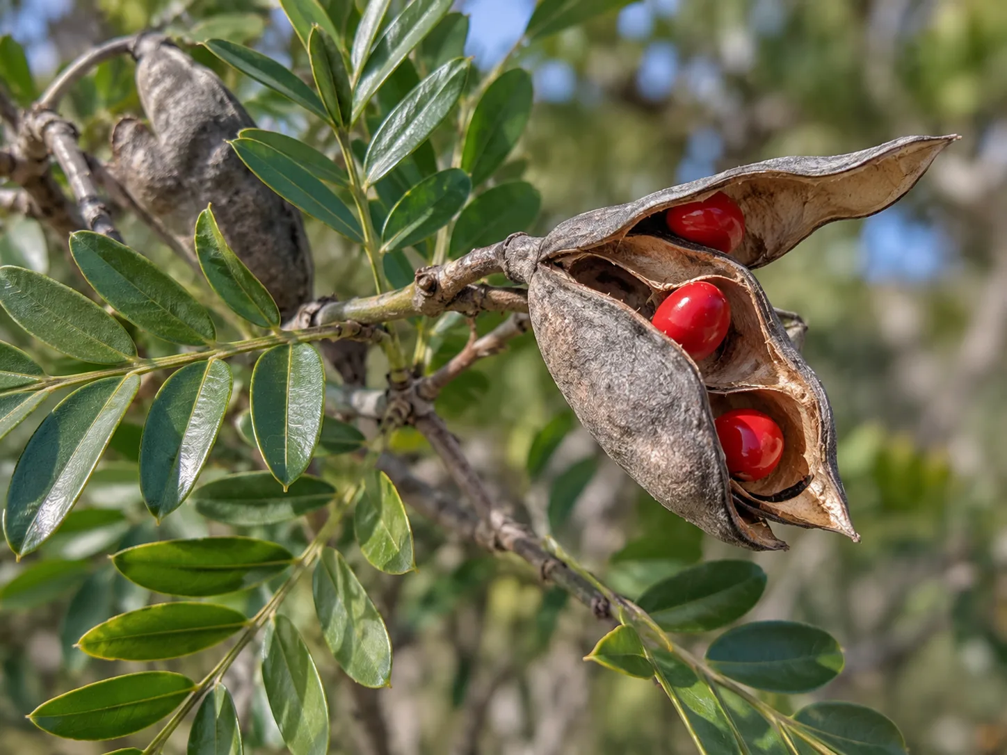 Opened Texas mountain laurel pod showing bright red seeds, photographed for identification and safety awareness