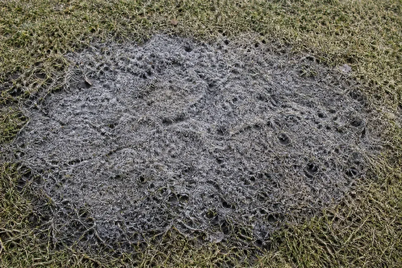 Gray-white webbing and matted dormant grass are visible in a snow mold-like patch after winter.