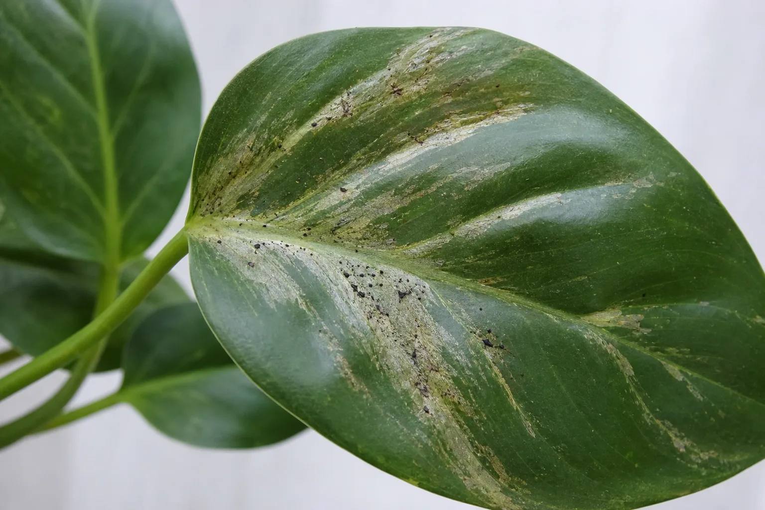 Recognizing Thrips Damage On Houseplants for recognizing thrips damage on houseplants